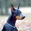 DOBERMANN