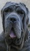 MASTINO NAPOLETANO
