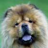 CHOW-CHOW