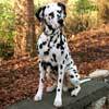 DALMATA